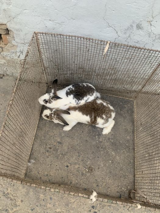Babochka quyonlar sotiladi para