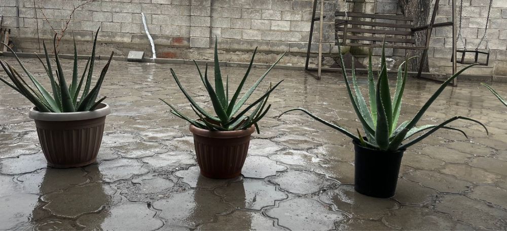 Алое 6-7 жылдык,емге жаксы