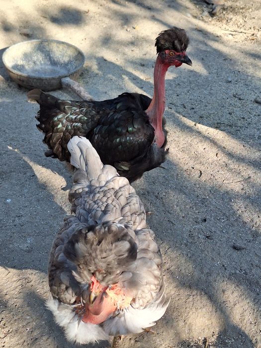 Ouă găini moțate pentru incubat