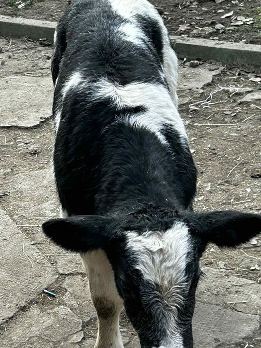 Vând un tăuraș belgian