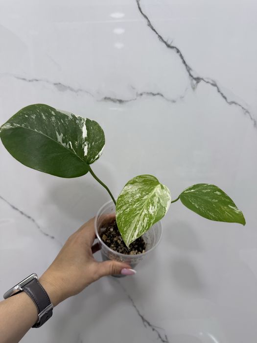 Монстера Альба( отросток)