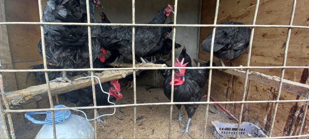 Гигант кора шахзода уругданган тухумлари