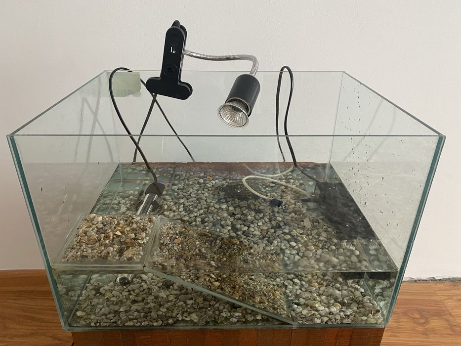 Broasca testoasa cu acvariu