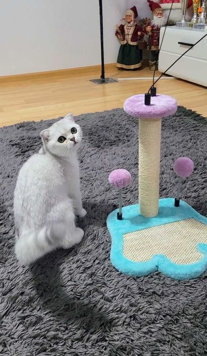 Baiat superb scottish fold cu pedigree