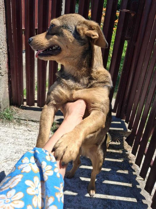 donez catelusa 10-11 luni