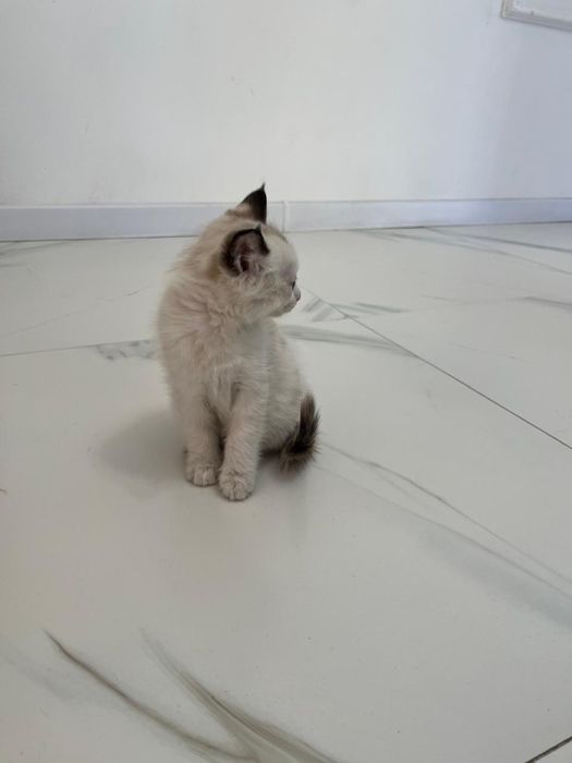 Отдам котенка в хорошие руки