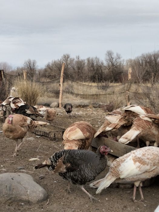 6-7 айлық индюктер