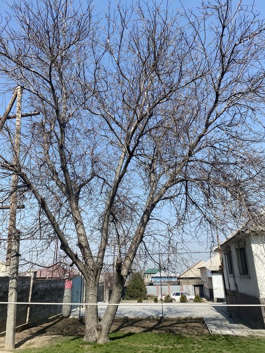 Продам дерево орех