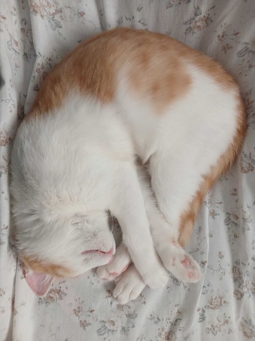 котик в добрые руки