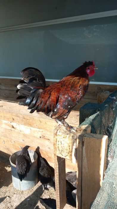 Cocosi pitici  deparazitati si vaccinati