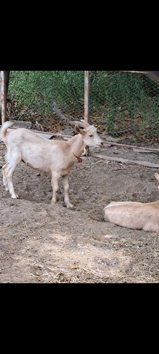 Tapi de vanzare, capre de lapte, iede de vanzare