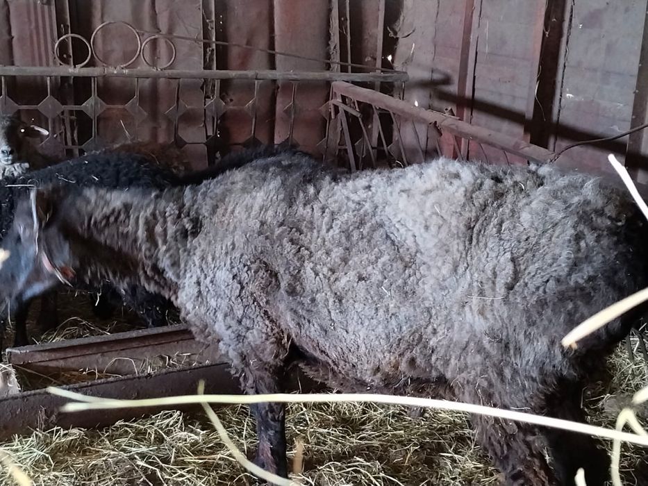 Продам барана производителя