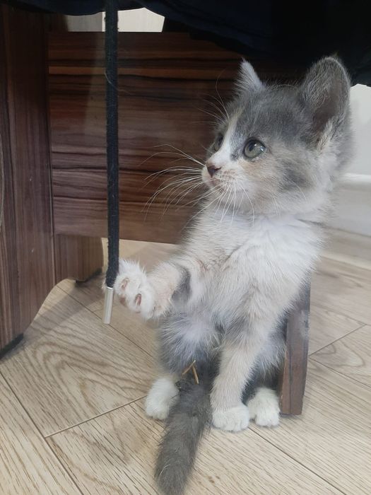 Отдам котенка в добрые руки