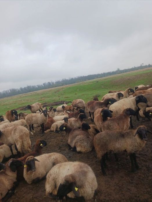 Oferim spre vânzare oi și capre