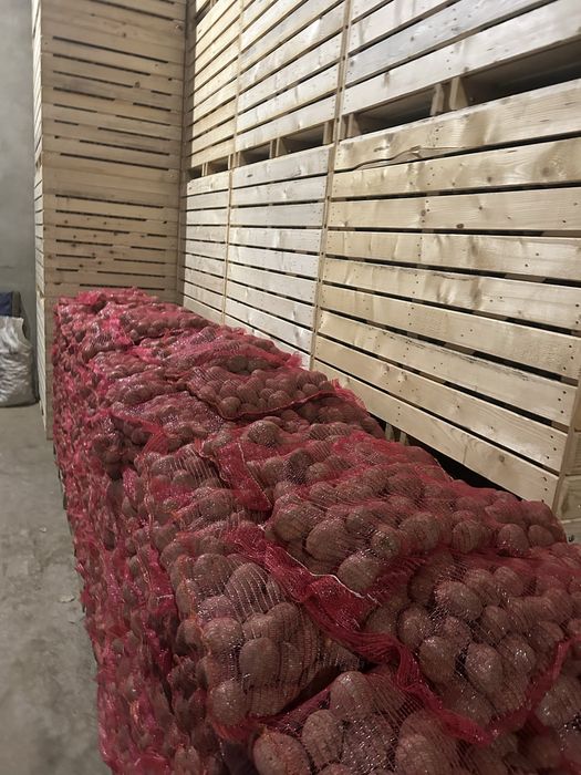 cartofi roșu Bellaroza