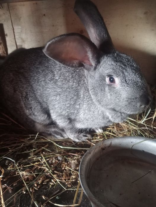 Кролиха помесная