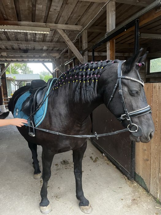 Iapa metis friesian/frizian