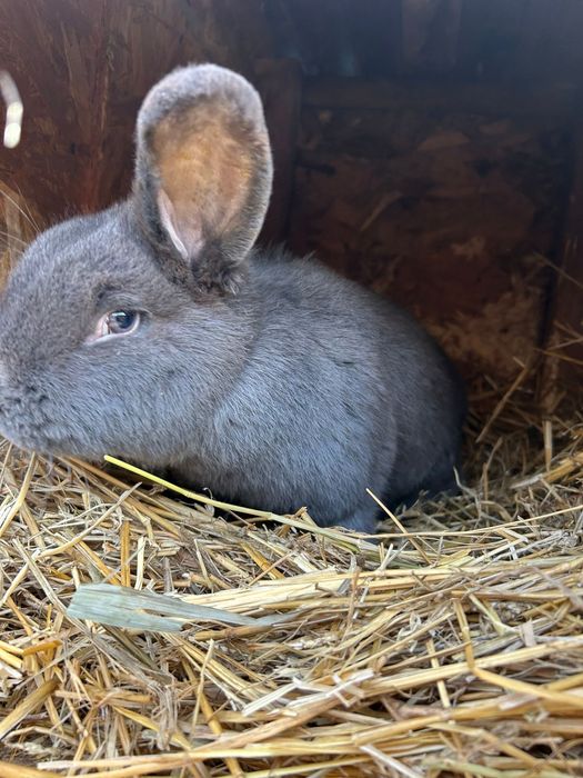 Pereche iepuri vienez