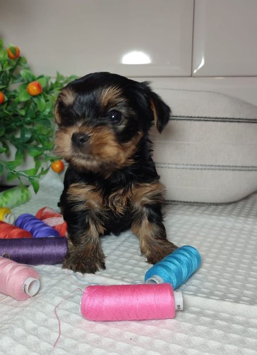 Очаровательные щенки Йорка.