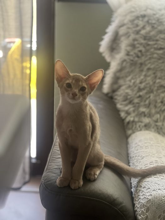 Абисинско котенце