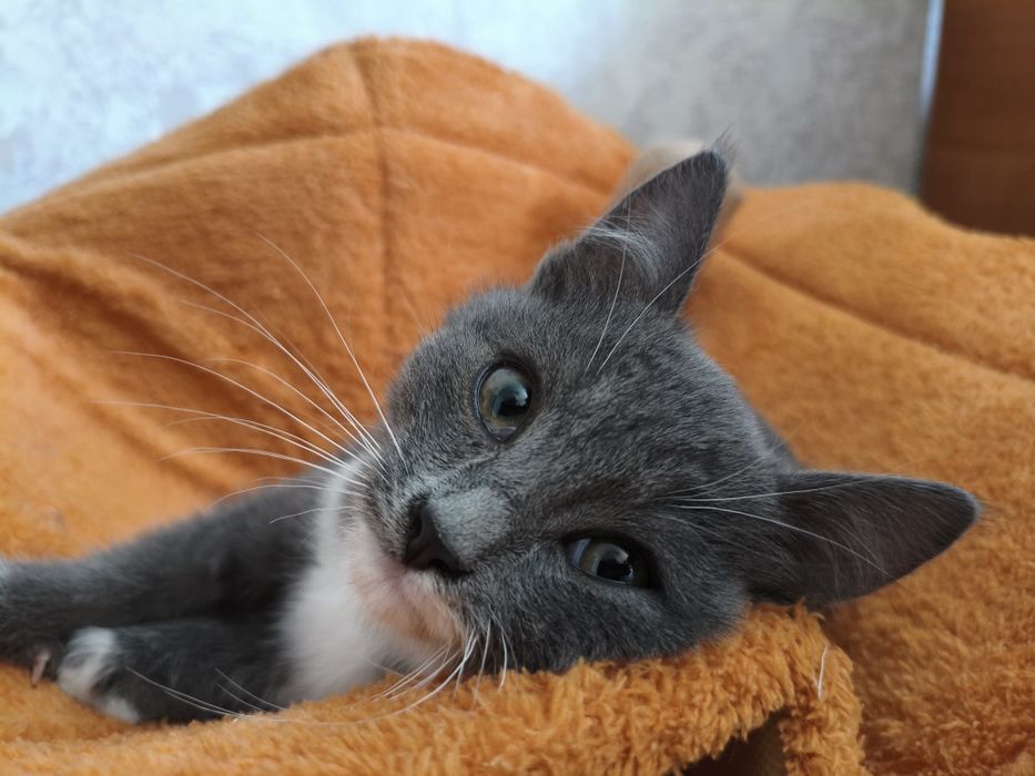 Отдаю кота в добрые руки