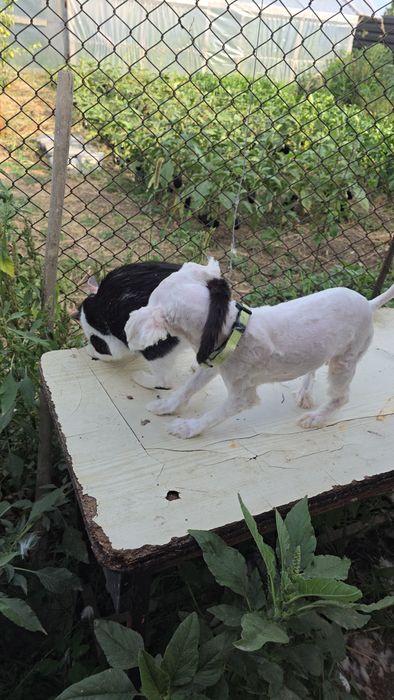 Bichon Maltez rasa pura