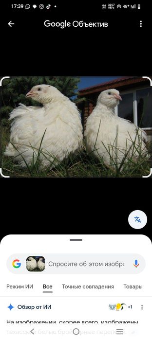 Бөдене перепелка