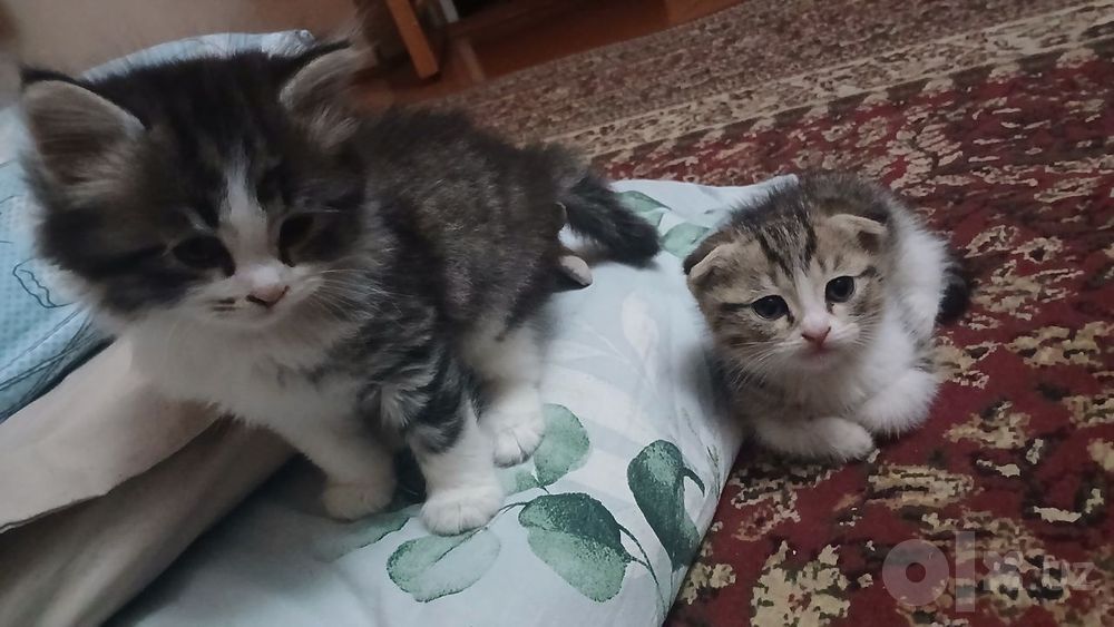 Котённки вислоухий