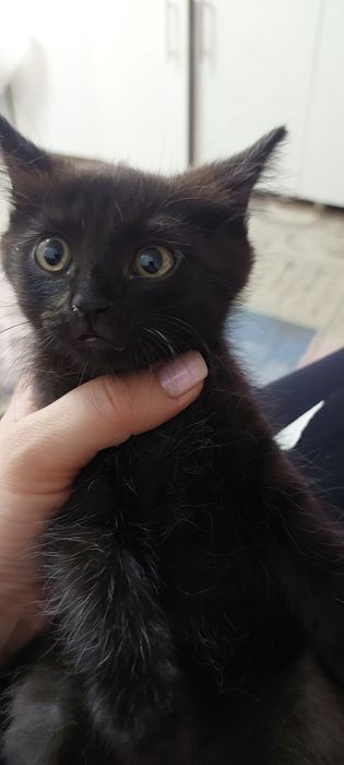 Отдам котенка в добрые руки