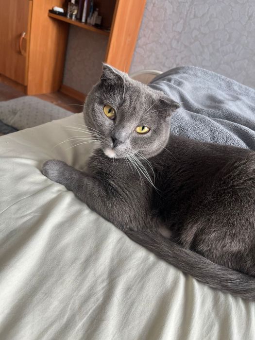 Британский кот,3 года