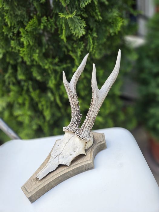 Трофей от муфлон