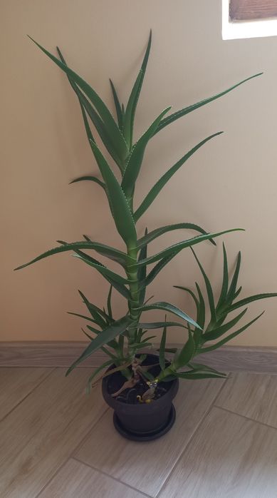 Vând plante aloe vera, avocado