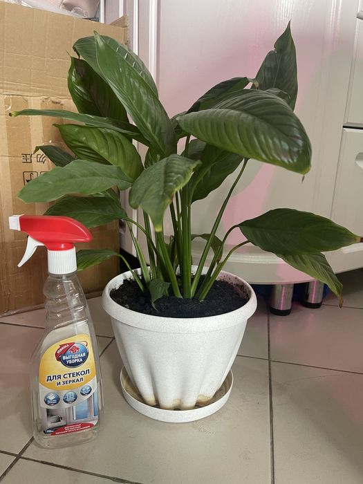 Продам комнатные цветы