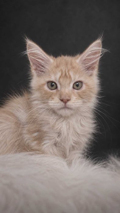 ICECREAM – Maine Coon Cream Smoke | Aproape roz în lumină | www.lynxrunecode.com