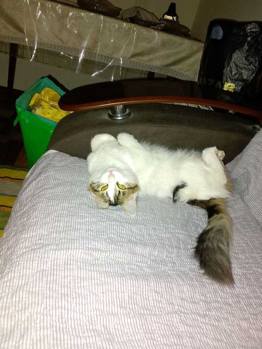 бесплатно отдам котёнка