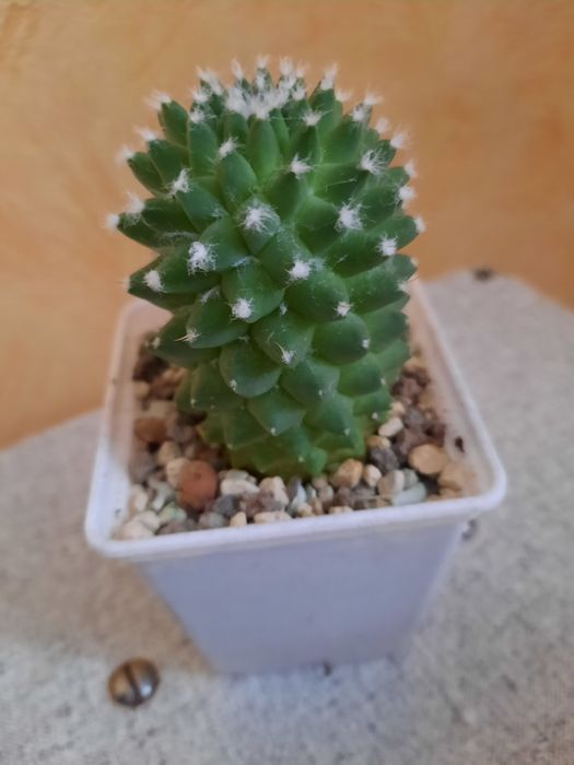 Кактусы и суккуленты.