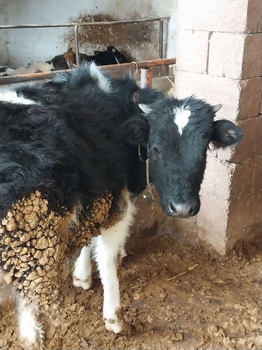 Таналар сатылады еркек