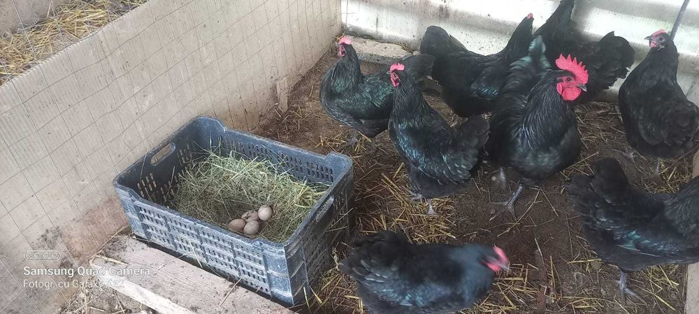 Oua de incubat rasa marans