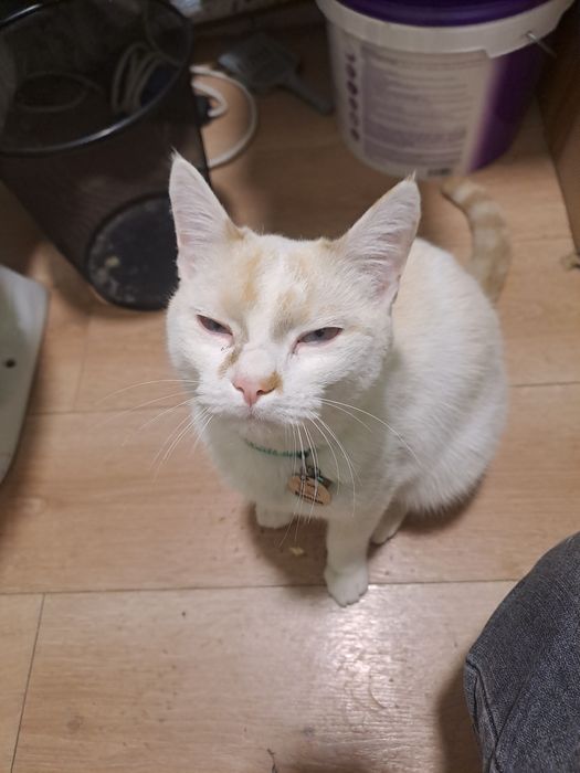 Кот домашний 1 год
