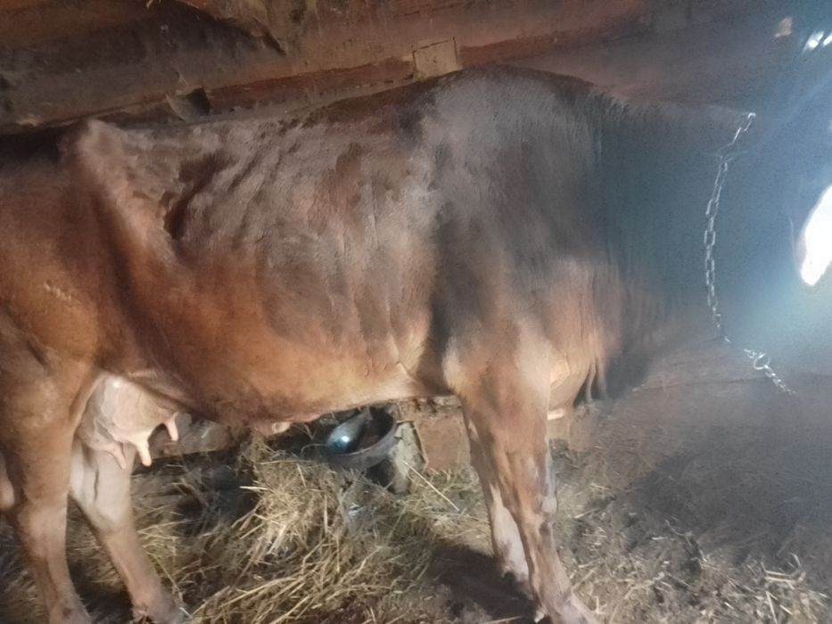 Vaca bruna de vinzare