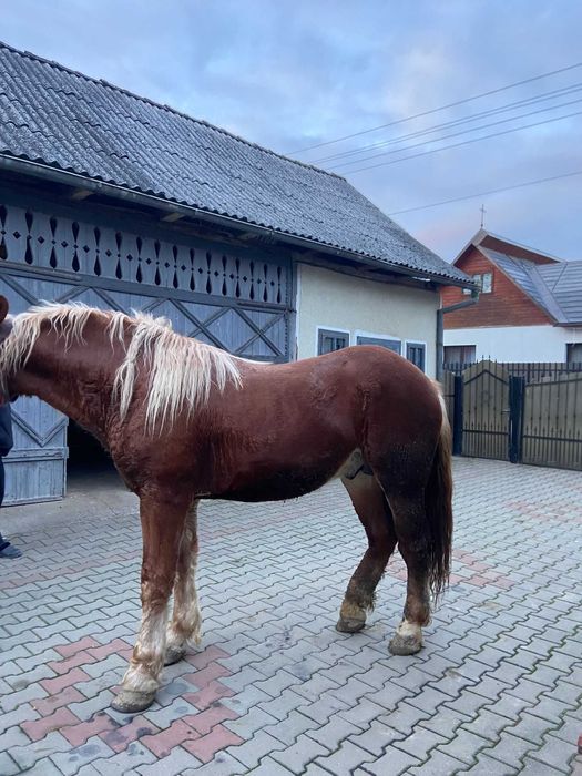 Mânz de vanzare vârstă 2 ani
