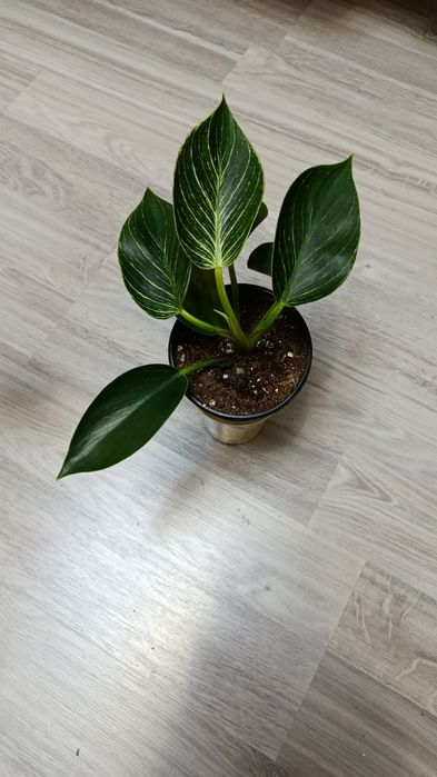 Продам филодендроны