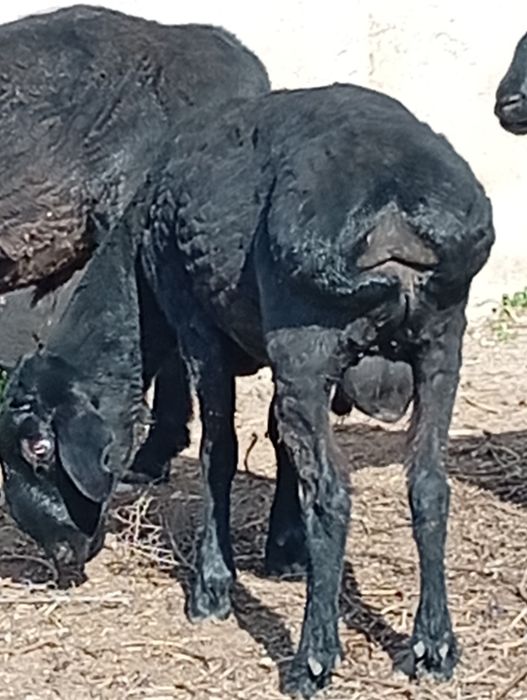 Семыз кошкарлар бар