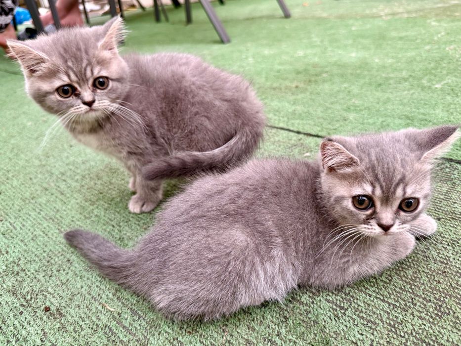 Pui British Shorthair – Mascul și Femelă (3 luni, Vaccinați, Educați)