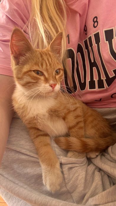 Рыжий котенок ищет дом