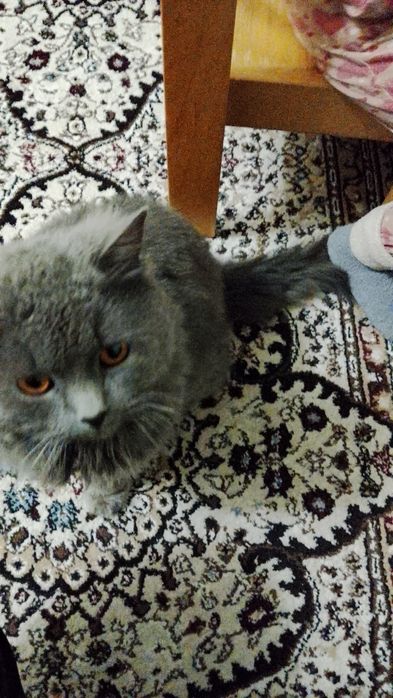 Mushuk yoshi 1 yoshtan oshkan rossa aqilli