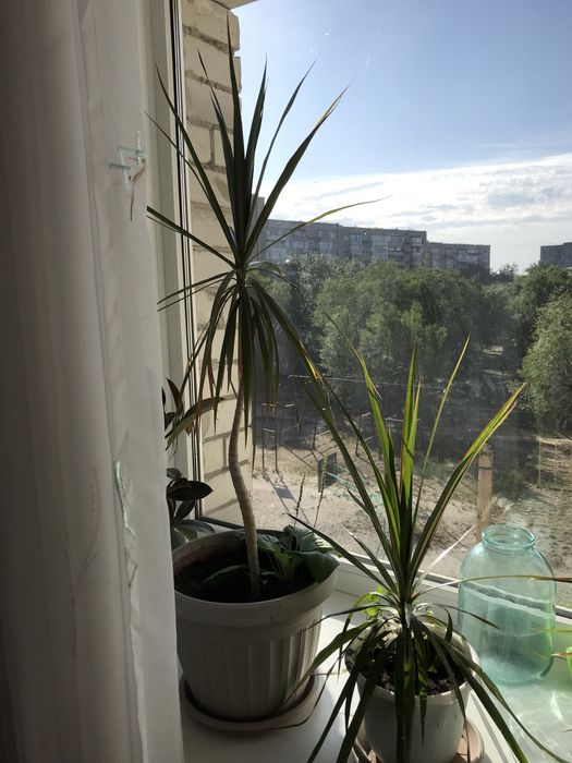 Драцена 3 шт, фикус