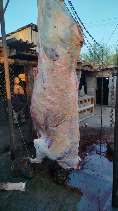 Бычки-Телки с Откорма.