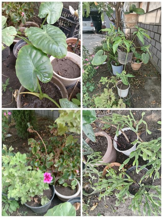 Срочно, Герани 500