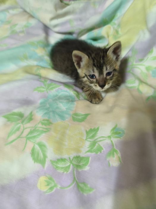 Adoptie pui pisica